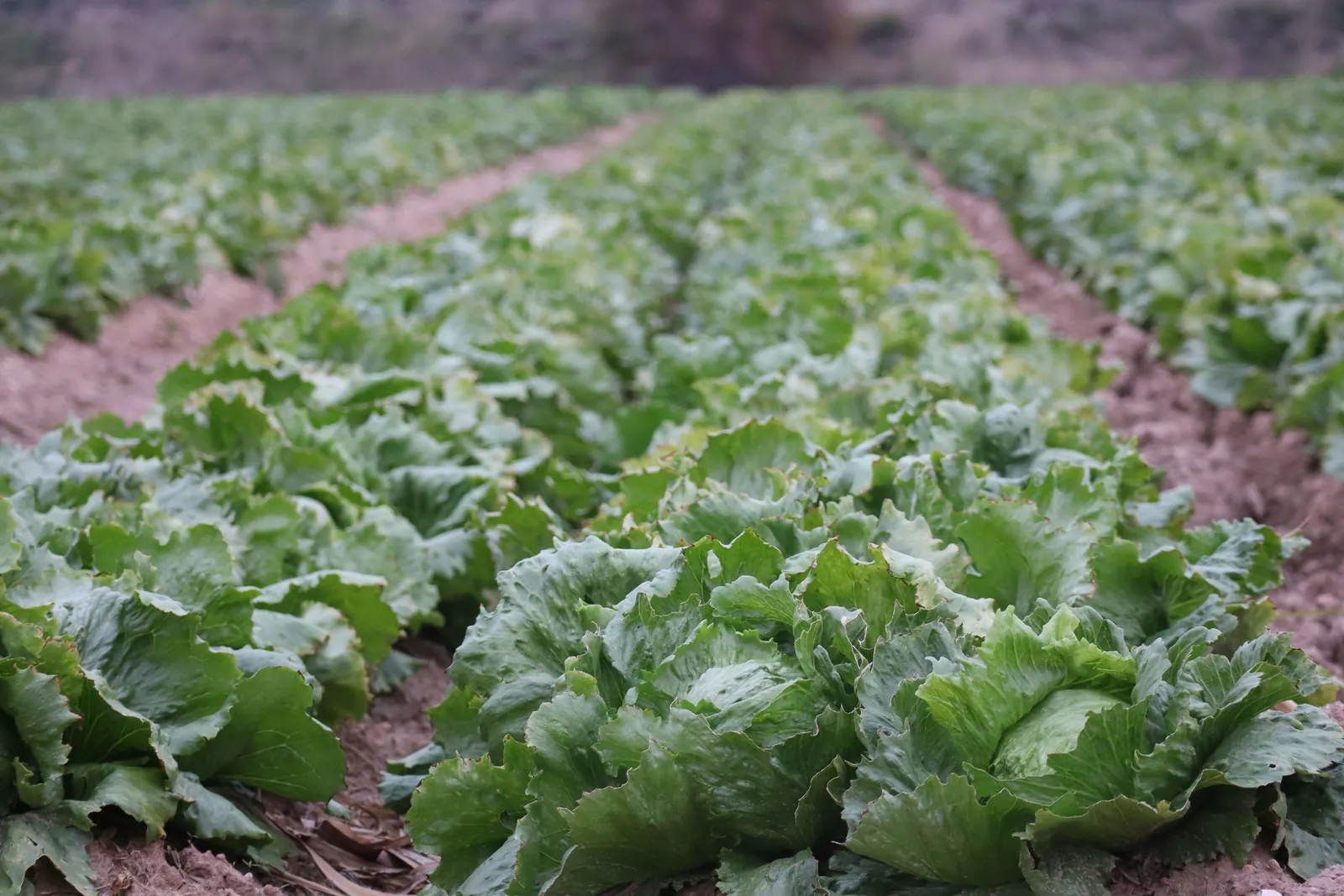 Irrigated crop in the field