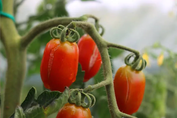 Planta afetada por uma irrigação inadequada