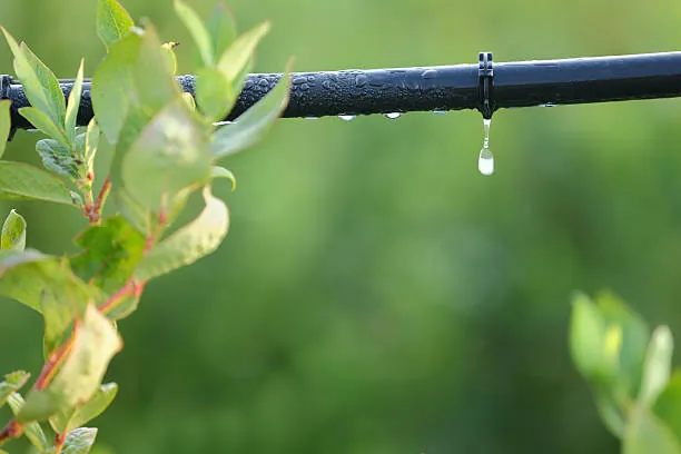 Crop being irrigated in the field