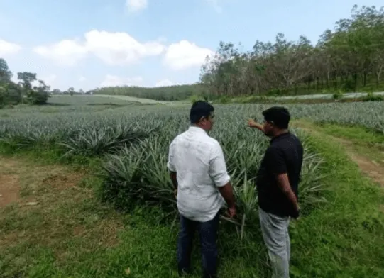 Visita a uma plantação de abacaxi na Índia